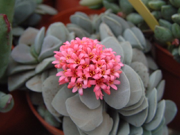 Crassula 'Morgan's Beauty' Dscf0780